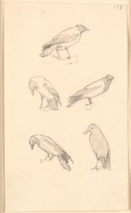 Crows