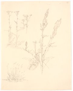 Plant Studies by Christen Købke