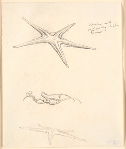 Starfish by Christen Købke
