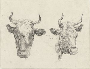 Two Cow Heads