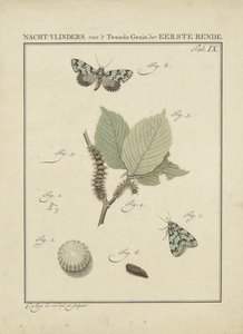 Moths by Christiaan Sepp
