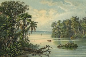 Rainforest on the lower Amazon, Brazil