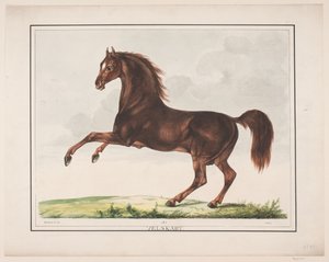 The Well-Formed Horse