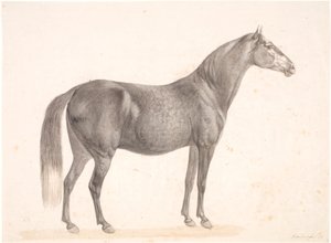 Black Horse