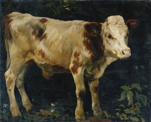A Bull Calf
