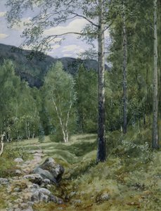 Spring in the Forest
