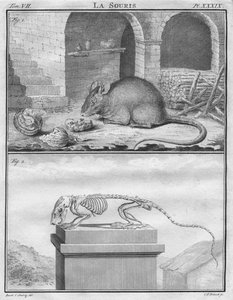 The Mouse