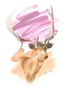 Stags Head - Cerise Sienna by Christian Furr