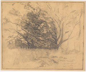 Group of Trees