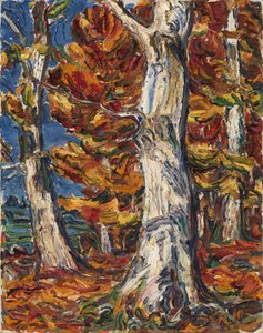 White Beeches in Fall