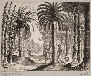 Palm Grove with Betel Palms by Christian Rothgiesser