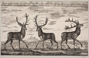 Three Red Deer, Shot in Coburg by Christian Rothgiesser