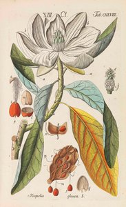 Botanical Handbook by Christian Schkuhr