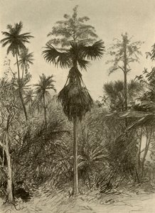 Talipot palm after flowering, Ceylon, 1898 by Christian Wilhelm Allers