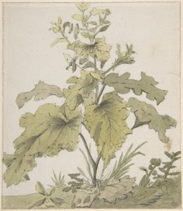 Study of a Plant by Christian Wilhelm Ernst Dietrich