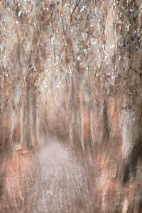 Autumn Forest Path by Christina Sillen