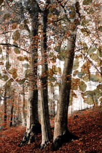 Autumn Woodland Scene by Christina Sillen