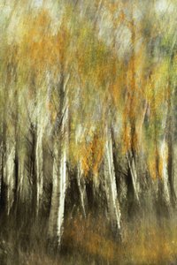 Blurred Autumn Birches by Christina Sillen