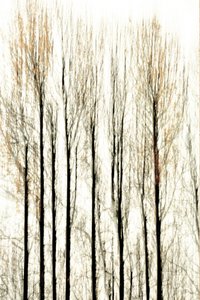 Blurred Forest Lines by Christina Sillen