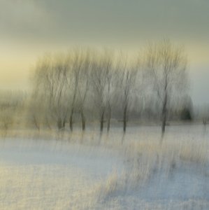 Blurred Winter Trees