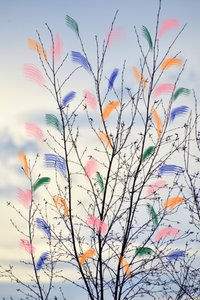 Colorful Spring Branches