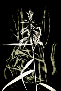 Dark Reed Silhouette by Christina Sillen