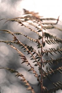 Delicate Autumn Fern by Christina Sillen