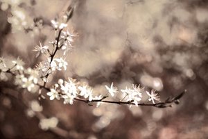 Delicate Branch Blooms