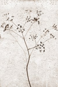 Delicate Dried Plant by Christina Sillen