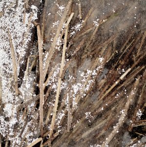 Delicate Frozen Stems by Christina Sillen