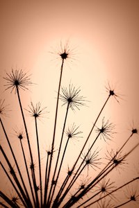 Delicate Warm Silhouettes