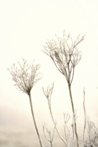 Delicate Winter Frost by Christina Sillen
