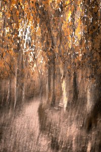 Dreamy Autumn Forest Path by Christina Sillen
