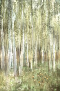 Dreamy Birch Woods by Christina Sillen