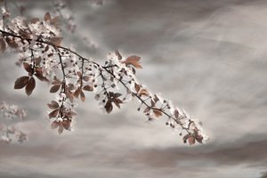 Dreamy Blossom Branch by Christina Sillen