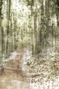 Dreamy Forest Path