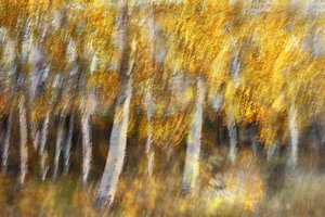 Dreamy Golden Forest by Christina Sillen