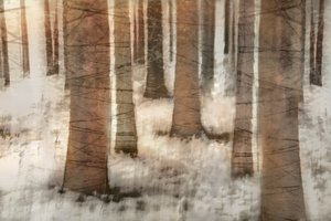 Dreamy Winter Forest by Christina Sillen