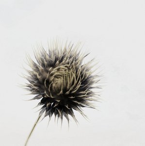 Elegant Dried Thistle by Christina Sillen