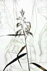 Elegant Reed Silhouette by Christina Sillen