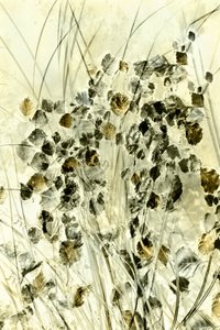 Ethereal Botanical Forms by Christina Sillen