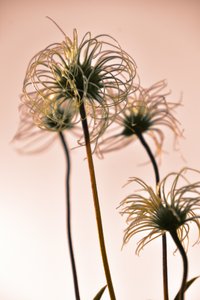 Ethereal Botanical Forms by Christina Sillen
