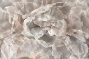 Ethereal Floral Petals by Christina Sillen