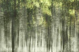 Ethereal Forest Light by Christina Sillen