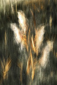 Ethereal Golden Grass by Christina Sillen