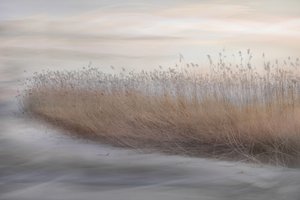 Ethereal Marsh Reeds by Christina Sillen