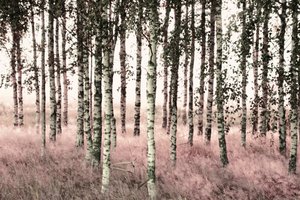Ethereal Pink Birches by Christina Sillen