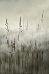 Ethereal Tall Grass