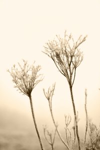 Ethereal Winter Botanicals by Christina Sillen
