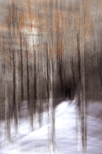 Ethereal Winter Forest by Christina Sillen